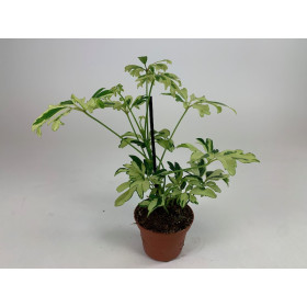Schefflera arboricola 'Janine'
