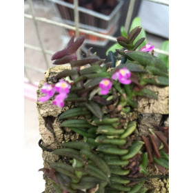 Schoenorchis scobolendria (pygmea)