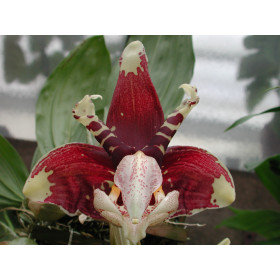 Stanhopea tigrina var. nigriviolacea (Jgpfl.)