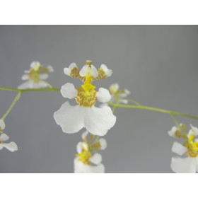 Tolumnia hawkesiana