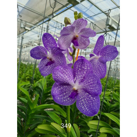 Vanda Angeli (in Blüte/Knospe)