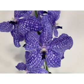 Vanda Delft Blue (in Blüte / Knospe)