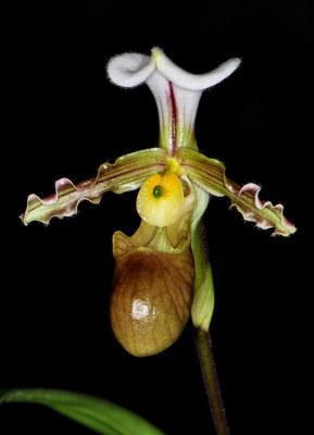 Paphiopedilum tranlineanum (Jgpfl.)