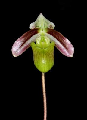 Paphiopedilum violascens