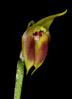 Masdevallia pinocchio