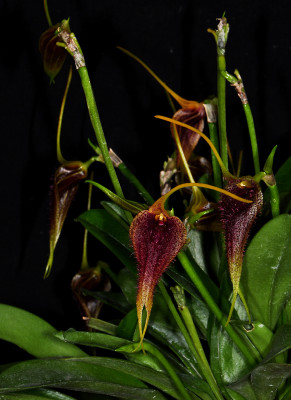 Masdevallia benettii