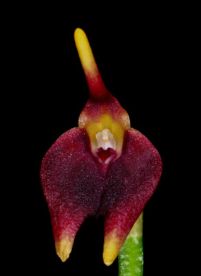 Masdevallia carnosa