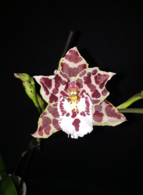 Odontoglossum Zebra (2 Rispen)