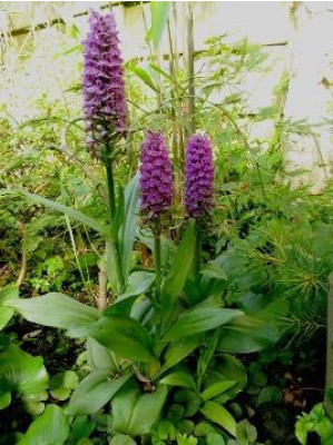 Dactylorhiza elata x foliosa