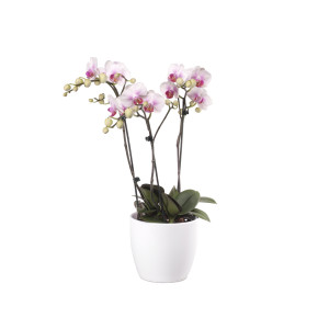 Phalaenopsis Präsent, rosa (3 Pflanzen)