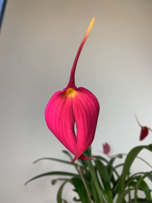 Masdevallia veitcheana 'Celle'