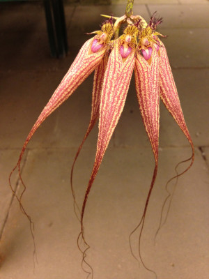 Bulbophyllum longissimum