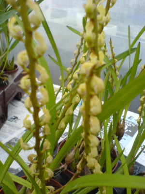 Bulbophyllum calyptratum var. graminifolium