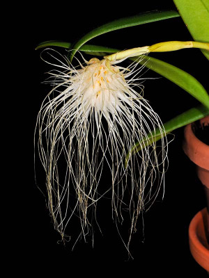 Bulbophyllum medusae