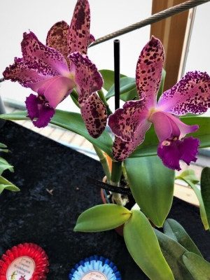 Cattleya Durigan 'Lucifer'