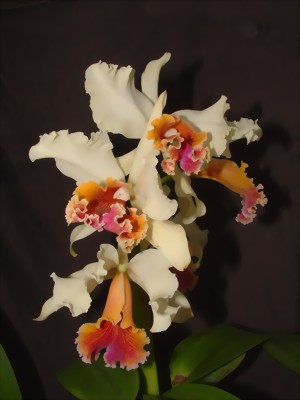 Cattleya rex