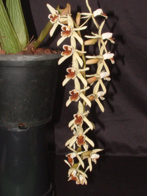 Coelogyne Brymeriana