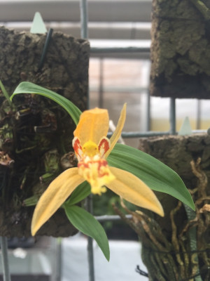 Coelogyne schilleriana