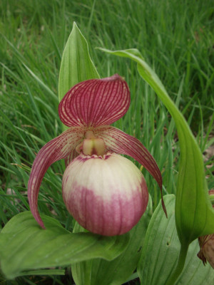 Cypripedium Sabine (in Blüte/Knospe)