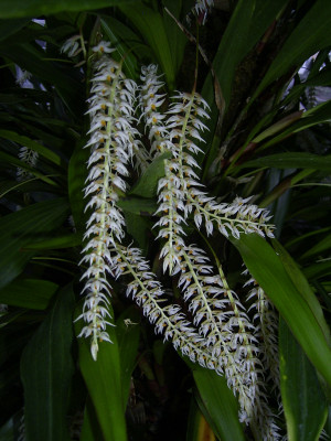 Dendrochilum glumaceum