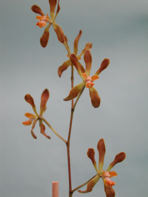 Encyclia papillosa