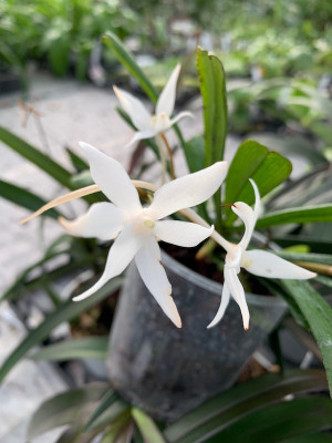 Aerangis kirkii