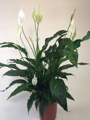 Spathiphyllum Cupido Bingo (17 cm Topf)