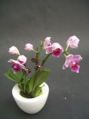 Phalaenopsis Lady Orchid