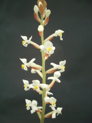 Ludisia discolor (6-7 Rispenansätze)