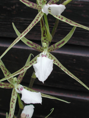 Odontobrassia Billabong 'semi-alba'