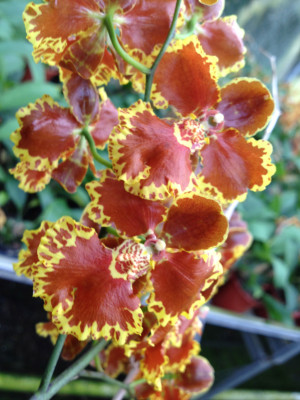 Oncidium forbesii