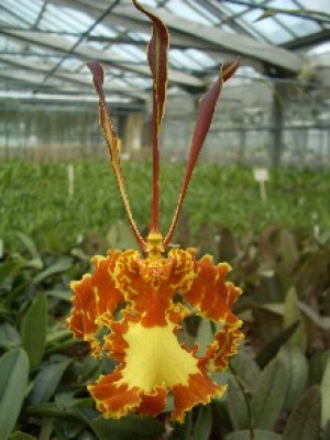 Psychopsis Kalihii 'Big'