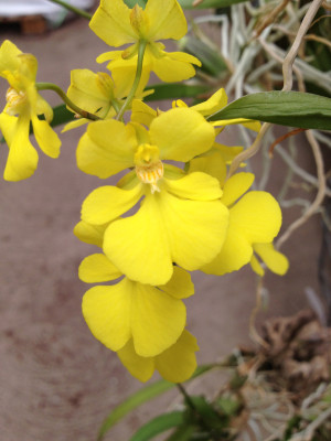 Oncidium onustum