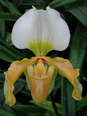 Paphiopedilum Bidborough