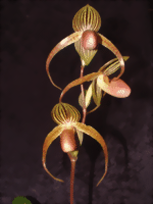 Paphiopedilum Mem. Heinz Rengers