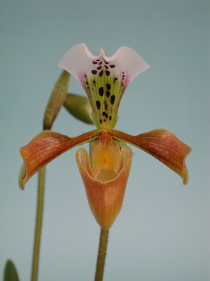 Paphiopedilum gratrixianum