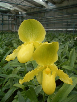 Paphiopedilum Cadmium Glow