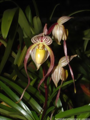 Paphiopedilum philippinense 'palawense'