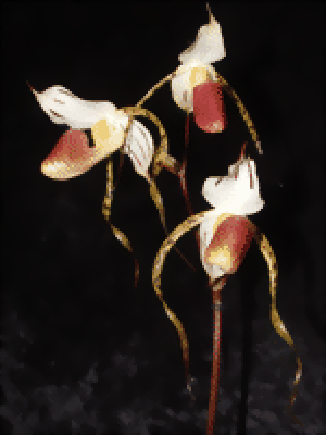 Paphiopedilum stonei