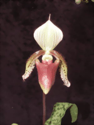 Paphiopedilum superbiens (Jungpflanze)