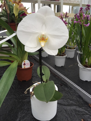 Phalaenopsis Big Singolo 'White' (inkl. Übertopf)