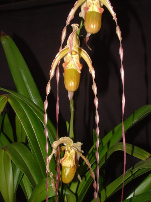 Phragmipedium Wössner Supergrande x Red Lightning