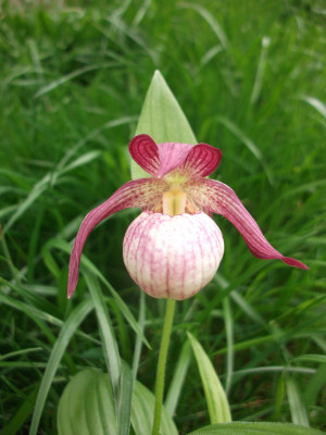 Cypripedium Gisela (abgeblüht / pflanzbereit)