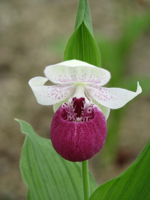 Cypripedium Vicky's Delight