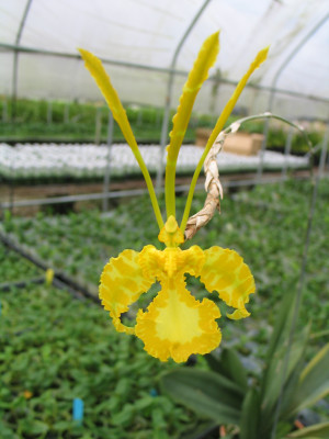 Psychopsis Mariposa 'alba'