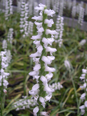 Spiranthes 'Chadd's Ford'