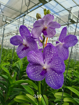 Vanda Angeli (in Blüte/Knospe)