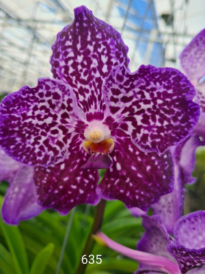 Vanda Blackberry Spots (in Knospe Blüte)