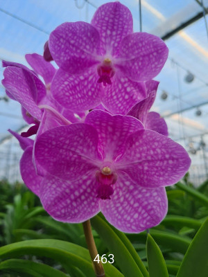 Vanda Candy Pink (in Knospe / Blüte)