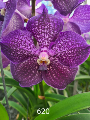 Vanda Dark Sky (in Knospe/Blüte)